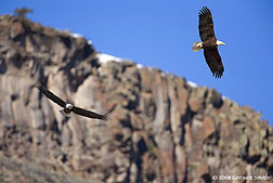 2008 December 25, Eagles in the Rio Grande Gorge, Pilar NM