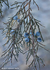 2009 December 03, Juniper berries