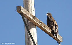 2010 December 28, Pole sitting Golden Eagle near Eagle Nest Lake