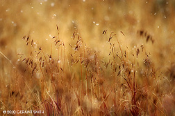 2010 December 03, Snowflakes and grasses