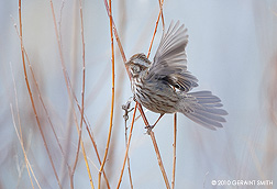2010 December 08: Chipping Sparrow in the red willows