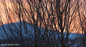 2010 December 04: Through the winter trees