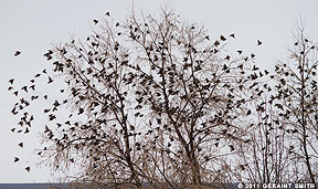 2011 December 06, Starlings everywhere!