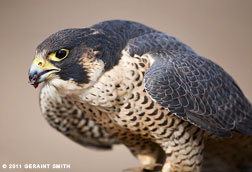 2011 December 17, Peregrine Falcon