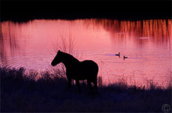 2012 December 06, On the Arroyo Hondo pond