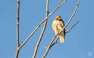 2013 December 07  Red-tailed Hawk