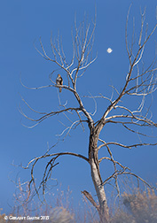 2015 December 03: Red-tailed Hawk