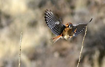 American Kestrel on the Rio Grande, NM