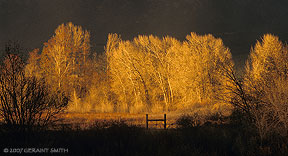 2007 February 26, Evening light on winter cottonwood trees, Taos, New Mexico