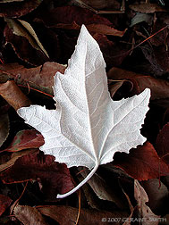 2007 February 08, White Leaf