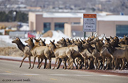 2008 February 09, More elk in Taos