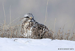 Rough legged hawk