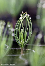 water on pine sappling