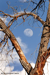 cottonwood moon