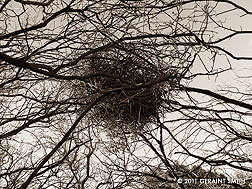 2011 February 19, Revisit to the old magpie nest