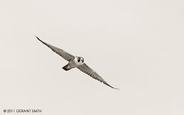 2011 February 27, Peregrine