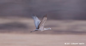 2011 February 20, Sandhill Crane