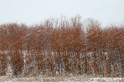 2011 February 13, Winter red willows