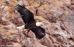 2012 February 15, Rio Grande Gorge Bald Eagle