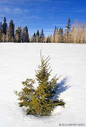 2012 February 29, On a cross country ski trip near Hopewell Lake, New Mexico