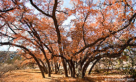 2012 February 10, Live oaks on Rio Chama, Abiquiu, NM
