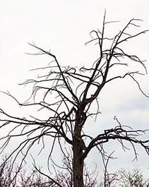 2014 February 26  Bare tree in the foothills