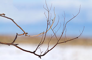 2014 February 19  Winter Branches