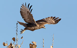 2014 February 05  Red-tailed Hawk ... I love raptors