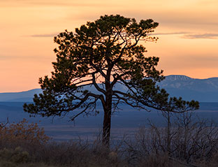 2014 February 16  A tree with a view