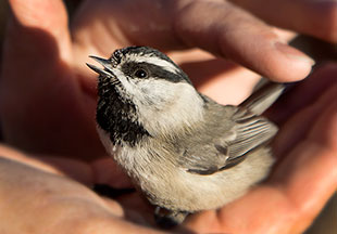 2014 February 02  Mountain Chickadee