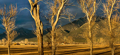 2014 February 11  Taos Mountain meadow trees