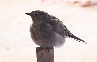2014 February 06: The Townsend Solitaire that sings outside my office window every morning for the last three days