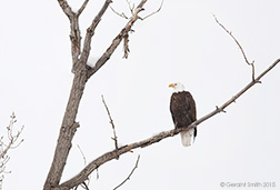 2015 February 26: Bald Eagle on the road to Arroyo Seco
