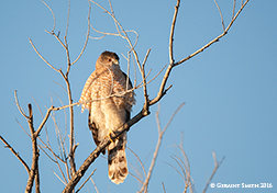 2016 February 07: Coopers Hawk on a cold and frosty morning