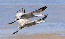 Crane duet in the Bosque del Apache, New Mexico