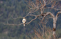 Hawk in Mora, New Mexico