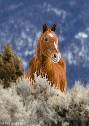 2007 January 14, Winter sage horse, Arroyo Seco, NM