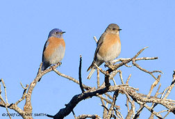 2007 January 27, Western Bluebirds on the trail in Taos Canyon, New Mexico