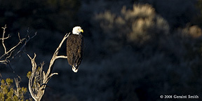 2008 January 21, One of a pair of Bald Eagles in residence along the Rio Grande