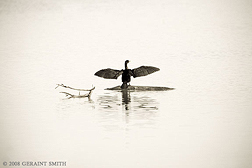 2008 January 18, Morning Cormorant, Bosque del Apache