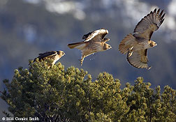 2008 January 27, Red Tailed Hawk lift off near the Rio Grande Gorge Overlook