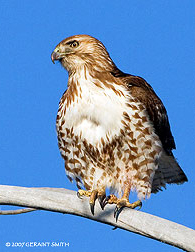 2008 January 03, Red Tailed Hawk ... on a bright January day in Taos, NM