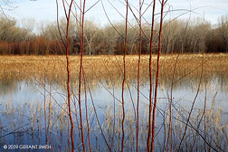 2009 January 21, A scene along the marshes in the Bosque del Apache NWR, Socorro, NM