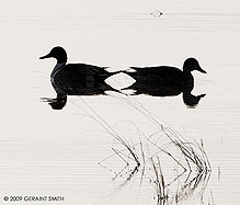 2009 January 25, Two ducks, Bosque del Apache