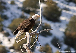 bald eagle along the rio grande in velarde, NM