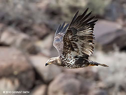 rio grande wild life