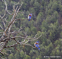 western bluebirds in the rockies