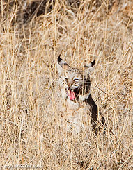 Bobcat 