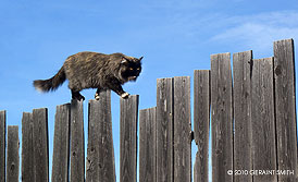 cat on the fence