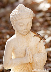 garden figure and lizard